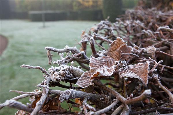 Туманное утро в Риджентс-парке