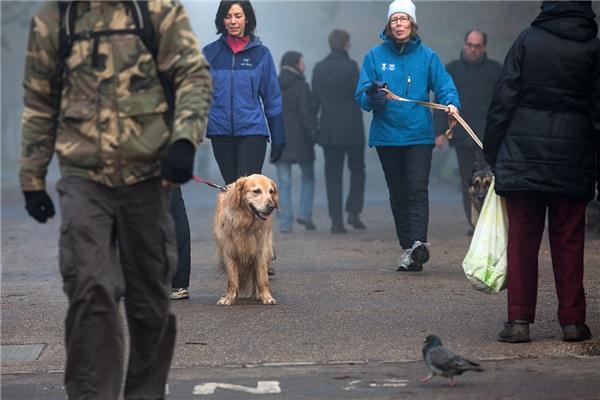 Туманное утро в Риджентс-парке