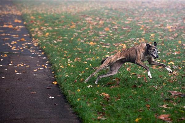 Туманное утро в Риджентс-парке