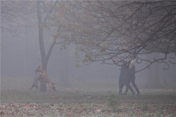 Туманное утро в Риджентс-парке
