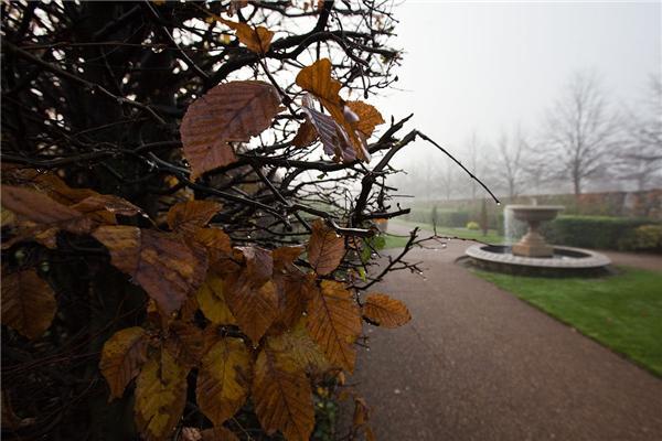 Туманное утро в Риджентс-парке