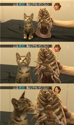 Такое возможно только в Японии