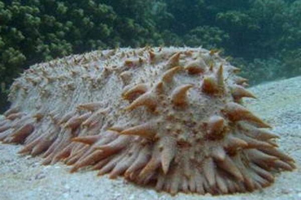 Скоторастение - самое уродливое животное в мире. ФОТО