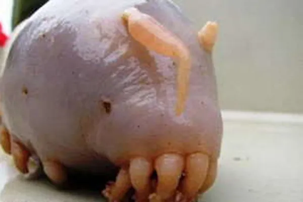 Скоторастение - самое уродливое животное в мире. ФОТО