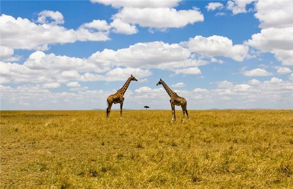 Фотоконкурс National Geographic 2010