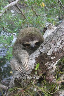 Самые необычные животные на грани вымирания