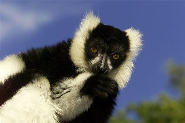 Самые необычные животные на грани вымирания