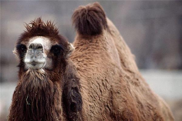 Самые необычные животные на грани вымирания