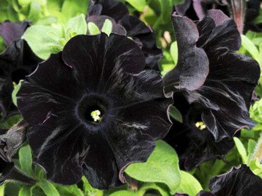 Впервые в мире ученые вывели абсолютно черные цветы. ФОТО