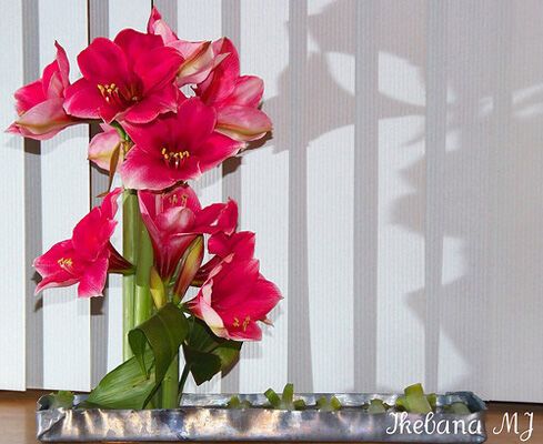 Искусство икебаны согревает дом. ФОТО