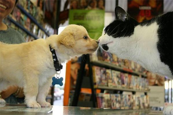 Как кошка с собакой... Удивительные ФОТО