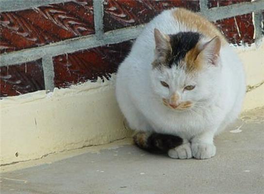 Как кошка с собакой... Удивительные ФОТО