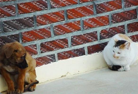 Как кошка с собакой... Удивительные ФОТО
