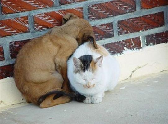 Как кошка с собакой... Удивительные ФОТО