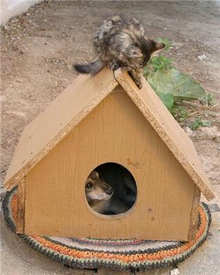 Как кошка с собакой... Удивительные ФОТО