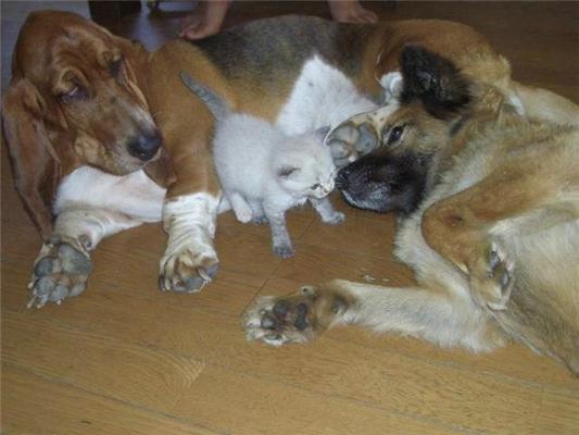 Как кошка с собакой... Удивительные ФОТО