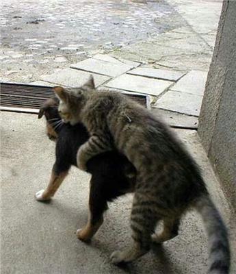 Как кошка с собакой... Удивительные ФОТО