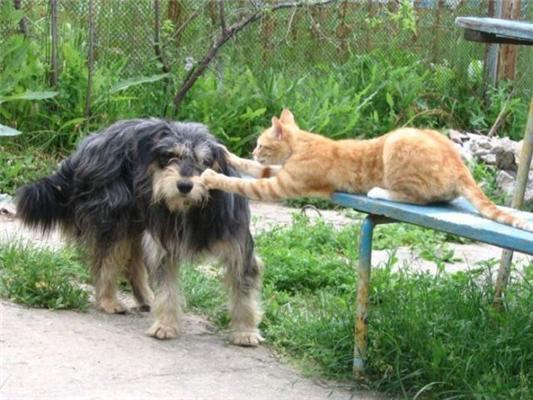 Как кошка с собакой... Удивительные ФОТО