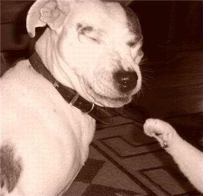 Как кошка с собакой... Удивительные ФОТО