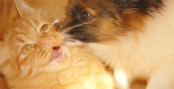 Как кошка с собакой... Удивительные ФОТО