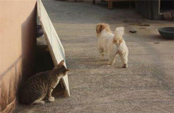 Как кошка с собакой... Удивительные ФОТО