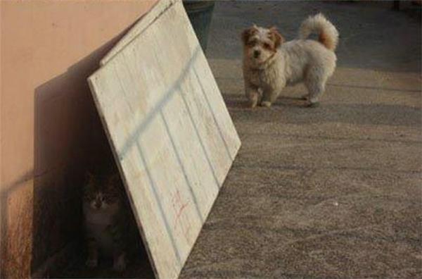 Как кошка с собакой... Удивительные ФОТО