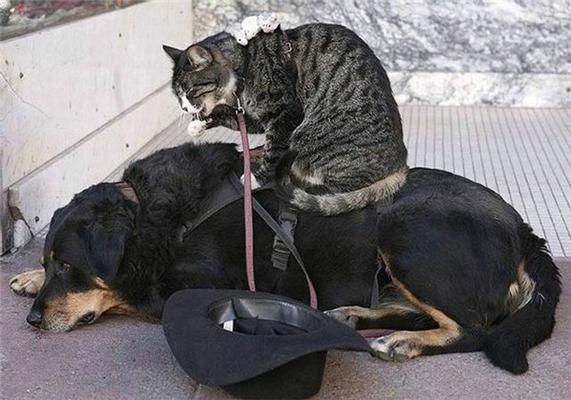 Как кошка с собакой... Удивительные ФОТО