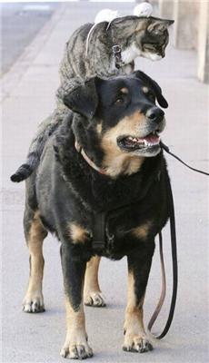 Как кошка с собакой... Удивительные ФОТО