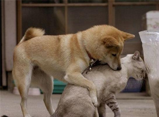 Как кошка с собакой... Удивительные ФОТО