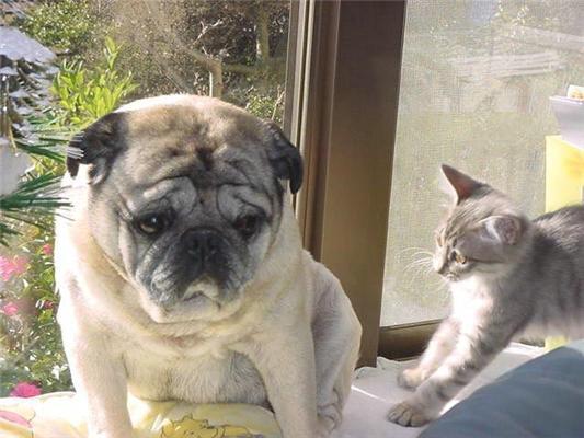 Как кошка с собакой... Удивительные ФОТО