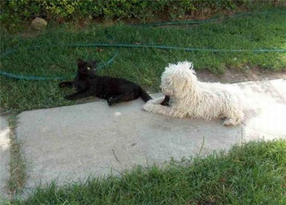 Как кошка с собакой... Удивительные ФОТО
