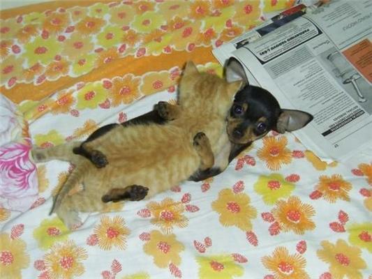 Как кошка с собакой... Удивительные ФОТО