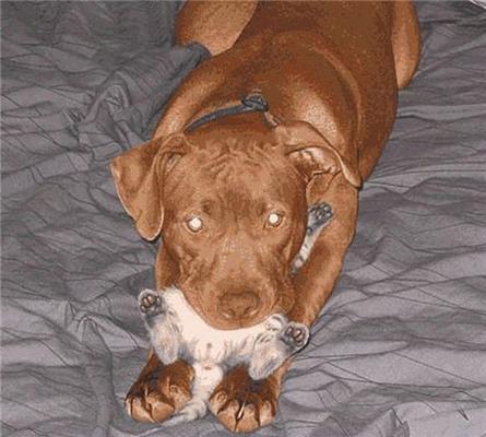 Как кошка с собакой... Удивительные ФОТО