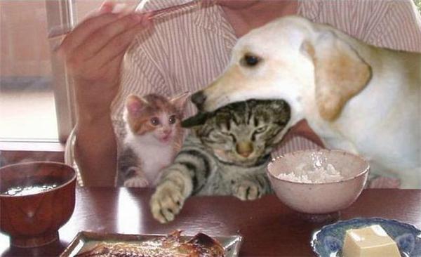 Как кошка с собакой... Удивительные ФОТО
