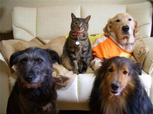 Как кошка с собакой... Удивительные ФОТО