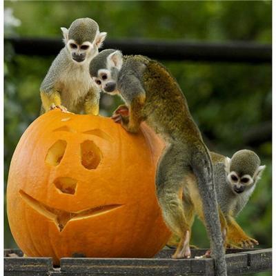 Як тварини готувалися до Хелловіну