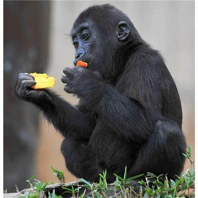 Як тварини готувалися до Хелловіну