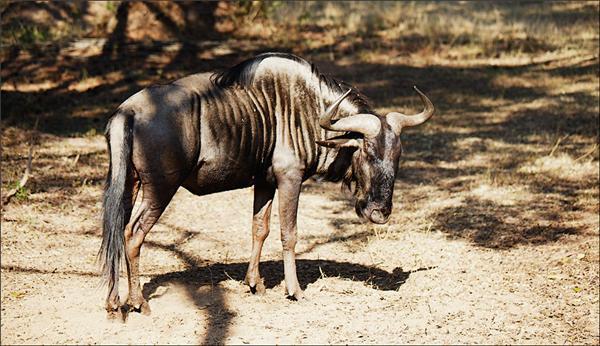 Обзор Сафари-Парка в ЮАР