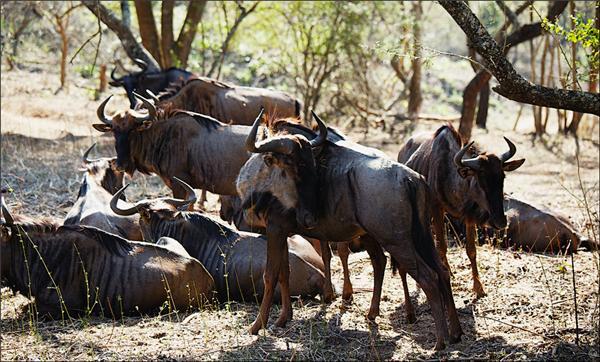 Обзор Сафари-Парка в ЮАР
