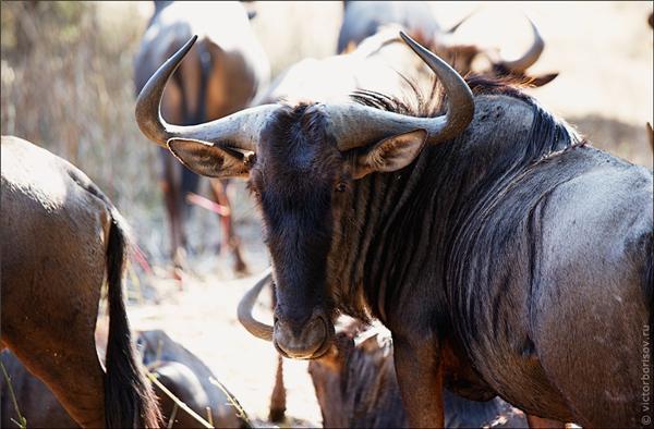 Обзор Сафари-Парка в ЮАР