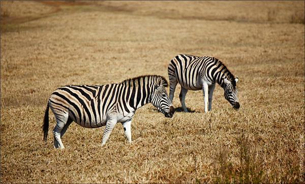 Обзор Сафари-Парка в ЮАР