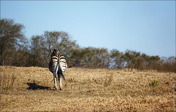 Обзор Сафари-Парка в ЮАР