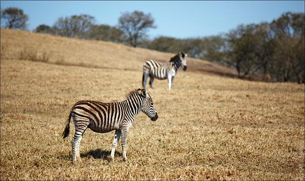 Обзор Сафари-Парка в ЮАР