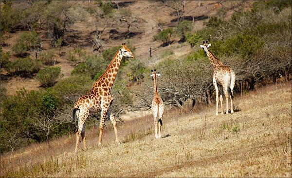 Обзор Сафари-Парка в ЮАР
