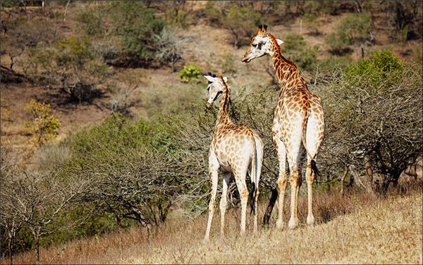 Обзор Сафари-Парка в ЮАР