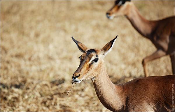 Обзор Сафари-Парка в ЮАР