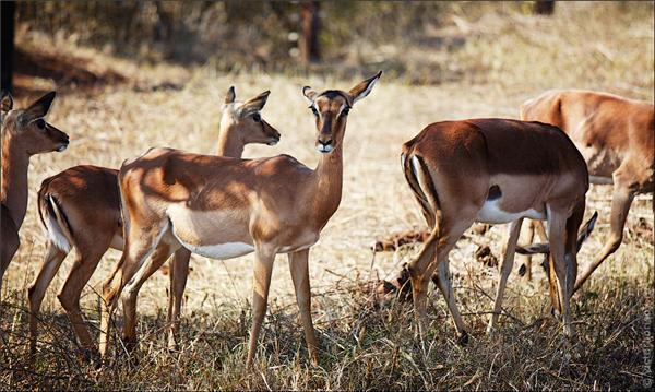 Обзор Сафари-Парка в ЮАР