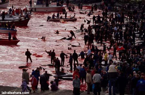 Кровавое море: убийство дельфинов ради удовольствия. ФОТОШОК