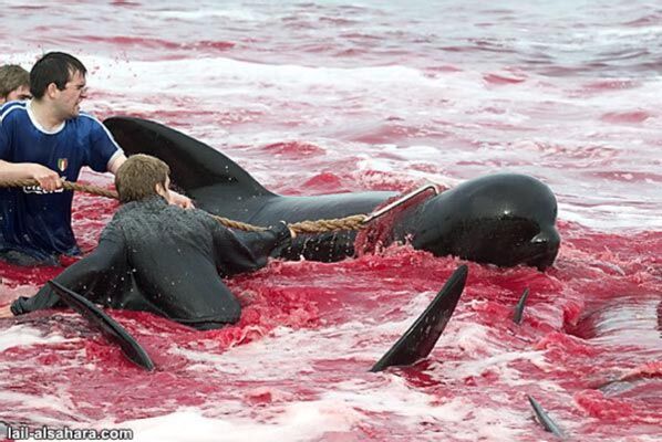 Кровавое море: убийство дельфинов ради удовольствия. ФОТОШОК