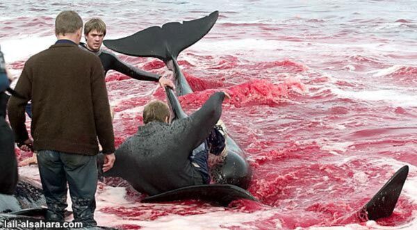 Криваве море: вбивство дельфінів заради задоволення. ФОТОШОК